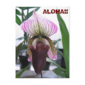 IMG_1248, ALOHA!!  Postcard