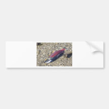 IMG_1302 Salmon Bumper Sticker