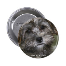 IMG_1952, Love my shorkie! Pin