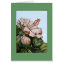 IMG_2803hibiscus cards by klocke IMG_2803hibiscus cards
