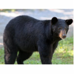 black, bear