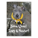 IMG_6802, Save Lives!  Spay & Neuter! cards