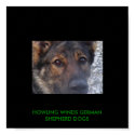 IMGA2559, HOWLING WINDS GERMAN SHEPHERD DOGS posters