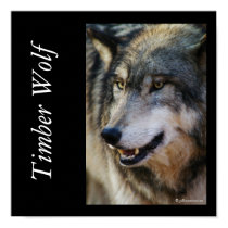IMGP5247timberwolf, Timber Wolf, © gilbertstets... posters