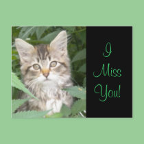 IMissYou! Kitten postcards