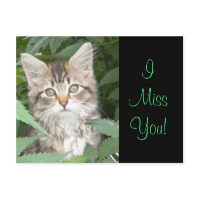 IMissYou! Kitten Post Cards by minx267