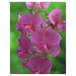 Imitating The Orchids Flyer Design