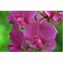 Imitating The Orchids Acrylic Cut Outs
