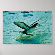 Imm. Short-tailed Albatross Poster