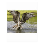 imma hawwwkk postcards