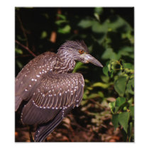 Immature Black-Crested Night Heron Photograph