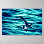 Immature California Gull Print