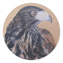 Immature Harris Hawk sticker by artoffalconry Immature Harris Hawk sticker