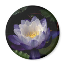 Immutabilis magnets by utopiaaquatic Immutabilis magnets