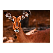 Impala Female posters