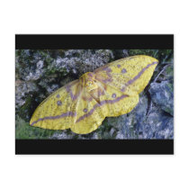 Imperial Moth postcard.