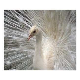 Imperial Peacock Photo Print