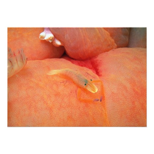 Imperial shrimp on the back of a giant nudibranch invite