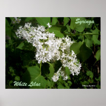 Impresión blanca del poster de la lila