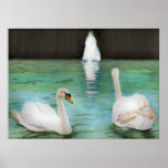 Impresión de la fauna del cisne poster