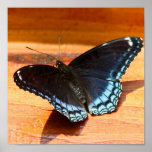 Impresión de la mariposa posters