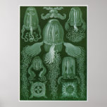 Impresión del arte de Ernst Haeckel: Cubomedusae Poster