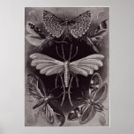 Impresión del arte de Ernst Haeckel: Tineida Posters