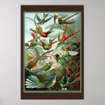 Impresión del colibrí poster
