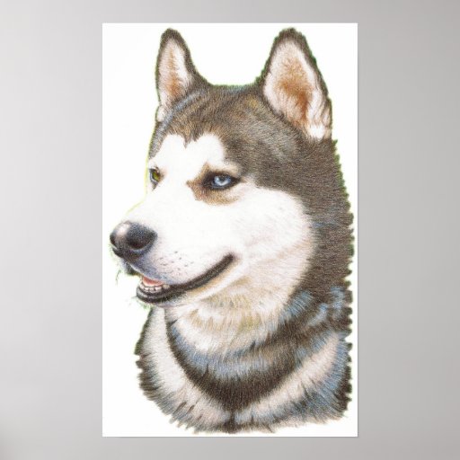 Impresión del perro de Huskey del siberiano Posters