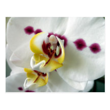 Impresión floral blanca y púrpura de las flores de tarjeta postal
