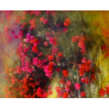 Impressionism Red Bougainvillea Poster print