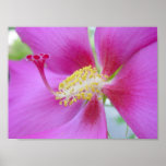 Impresso® Hibiscus by MB7Art Print Impresso® Hibiscus by MB7Art Print
