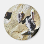 Impulso de los pelícanos de los pájaros iman para frigorífico