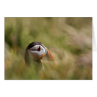 In a Sea of Green Puffin card
