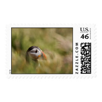 In a Sea of Green Puffin postage