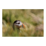 In a Sea of Green Puffin print