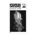 In Black&White postage