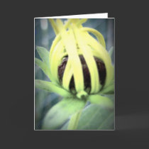 in bloom cards by stucker111 in bloom cards