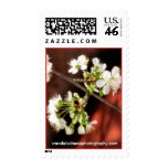 In Bloom Stamps