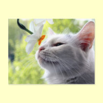 In Bloom postcards