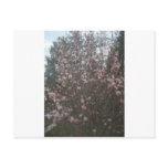 In Bloom Postcards