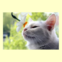 In Bloom posters by JCatGarden In Bloom posters