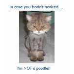 cat, haircut, funny, cats