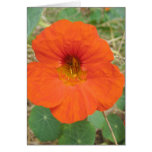 In Flander's Fields Cards