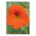 In Flander's Fields cards