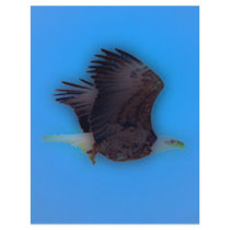 'In Flight' Flyer