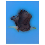 'In Flight' Flyer