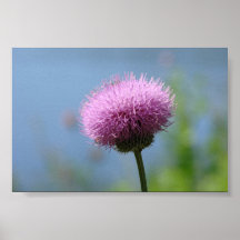 In Full Bloom Print