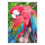 In love Parrots Card