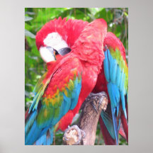In Love Parrots Print